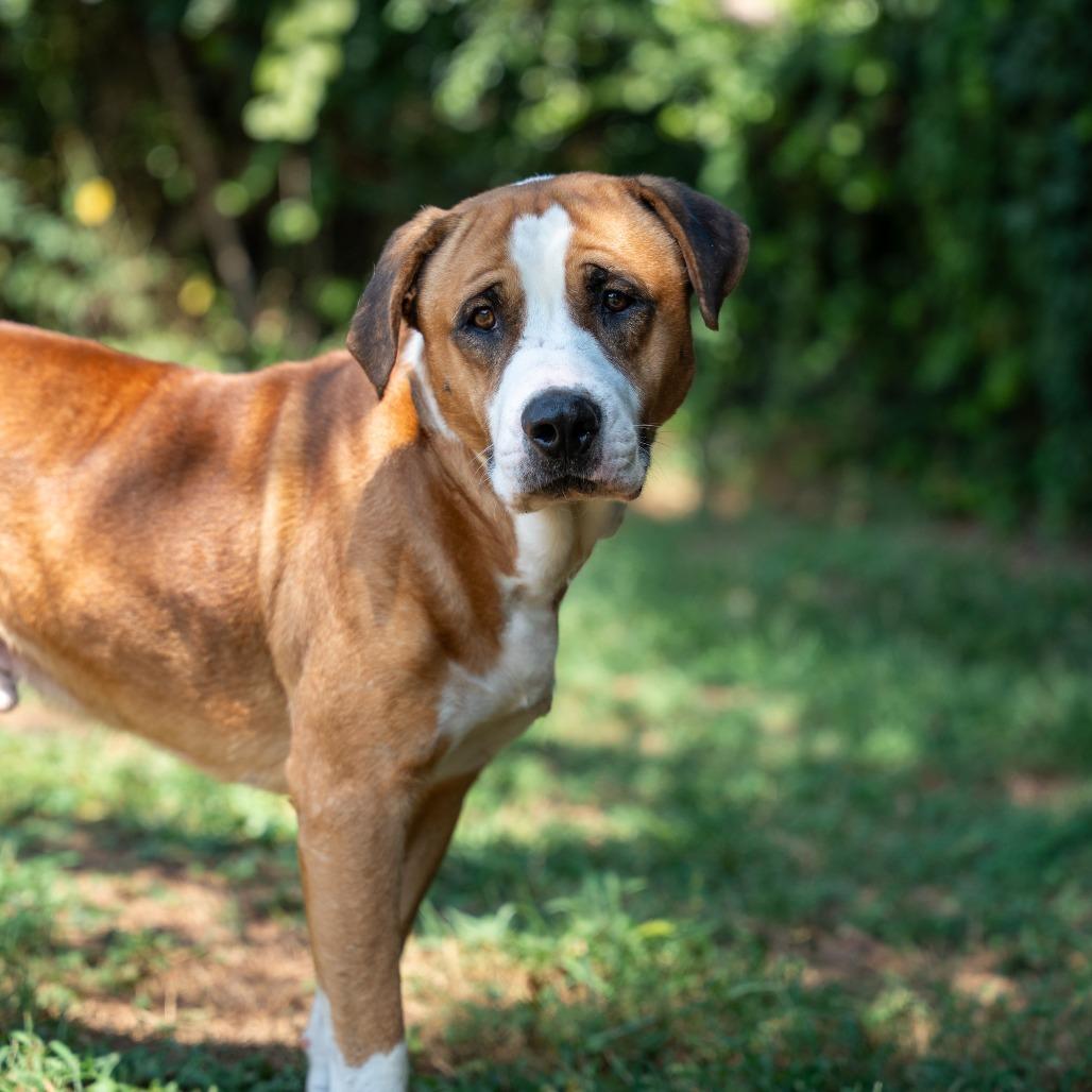 Enlarge Dee Dee, a Adoptable mixed breed in Gainesville, GA image 3/4