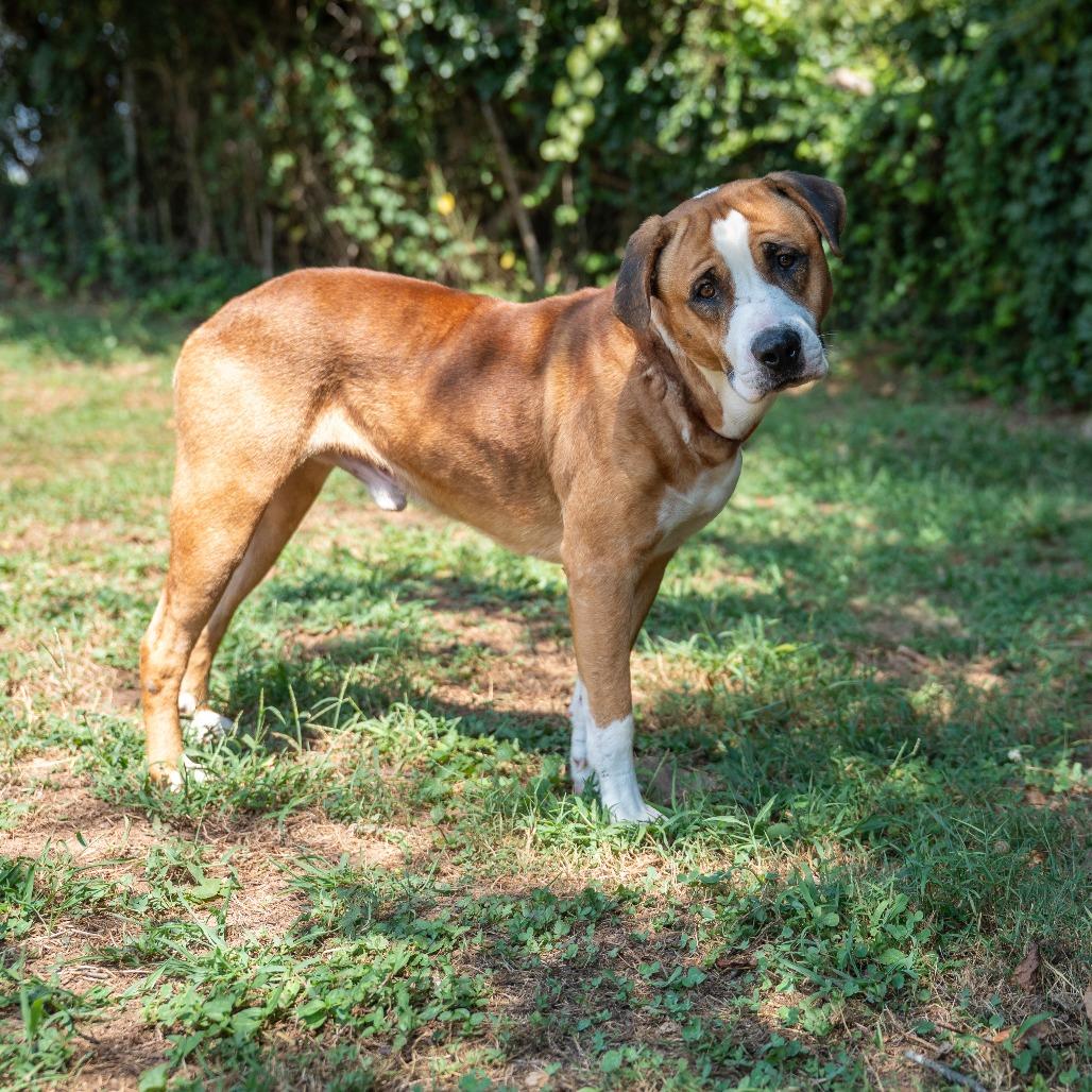 Enlarge Dee Dee, a Adoptable mixed breed in Gainesville, GA image 4/4
