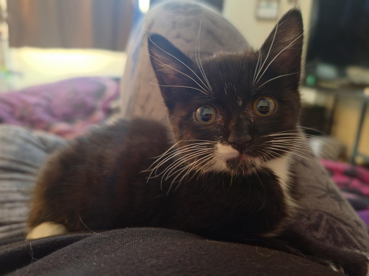 Truly, Adoptable, Kitten Female Domestic Short Hair.