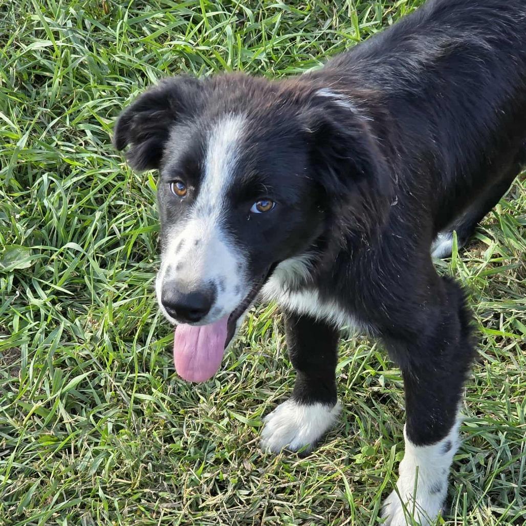 Enlarge Rocket, a Adoptable Border Collie in Philadelphia, PA image 1/1