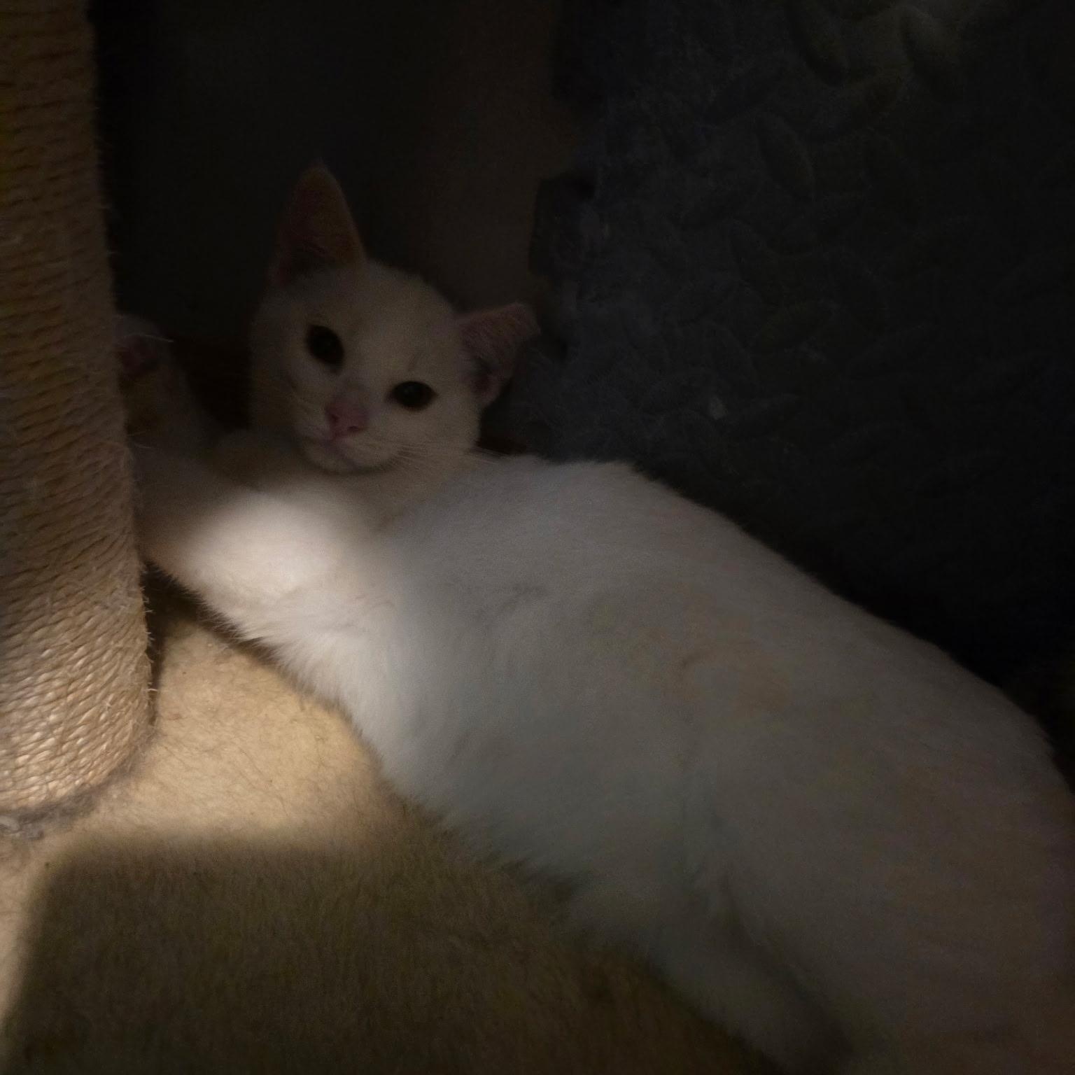 Enlarge Blitzer & Smoke, a Adoptable Domestic Medium Hair in Saint Francis, MN image 3/3