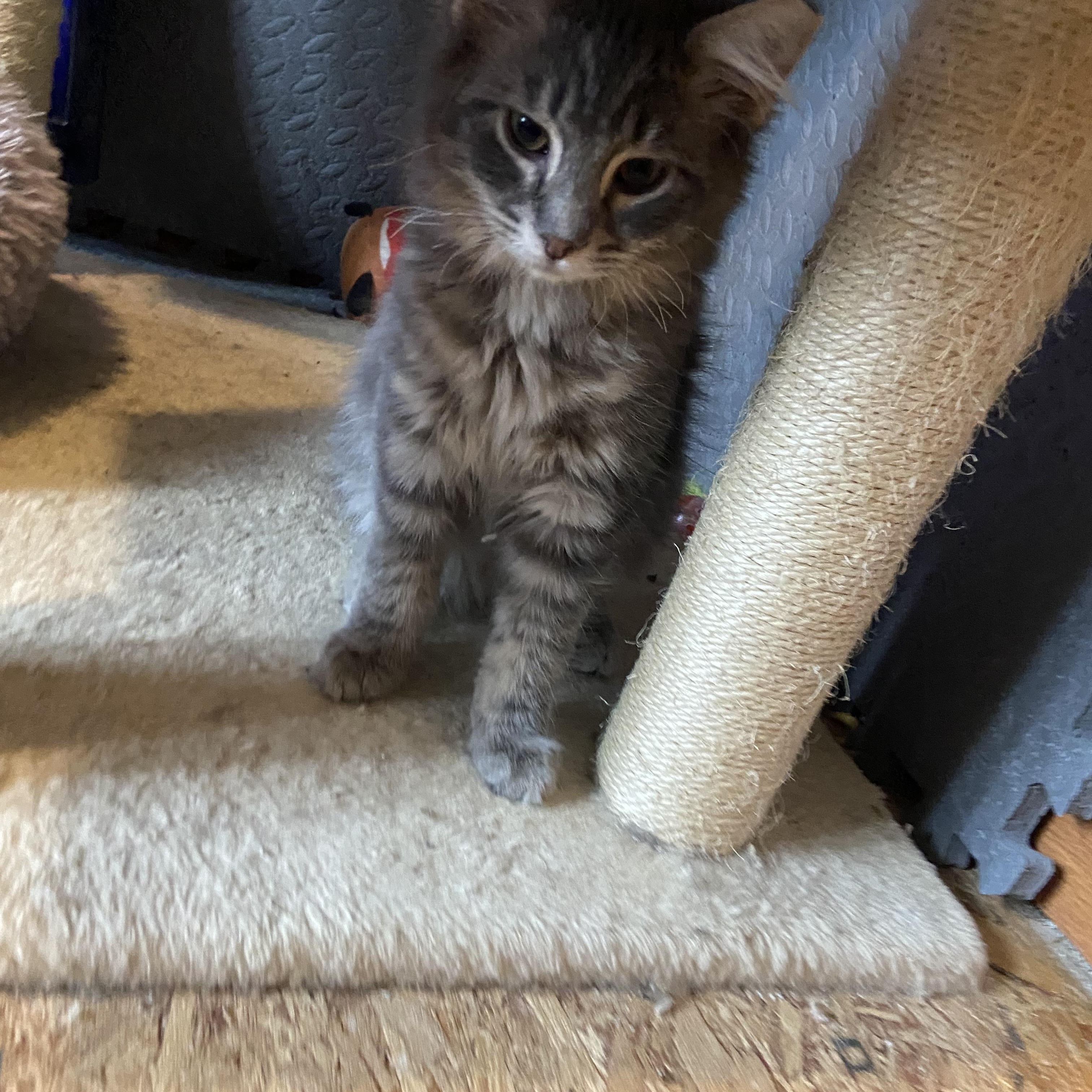 Enlarge Blitzer & Smoke, a Adoptable Domestic Medium Hair in Saint Francis, MN image 2/3