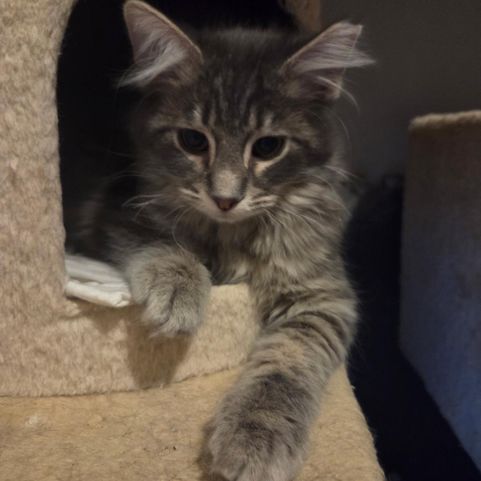 Blitzer & Smoke, Adoptable, Young Male Domestic Medium Hair.