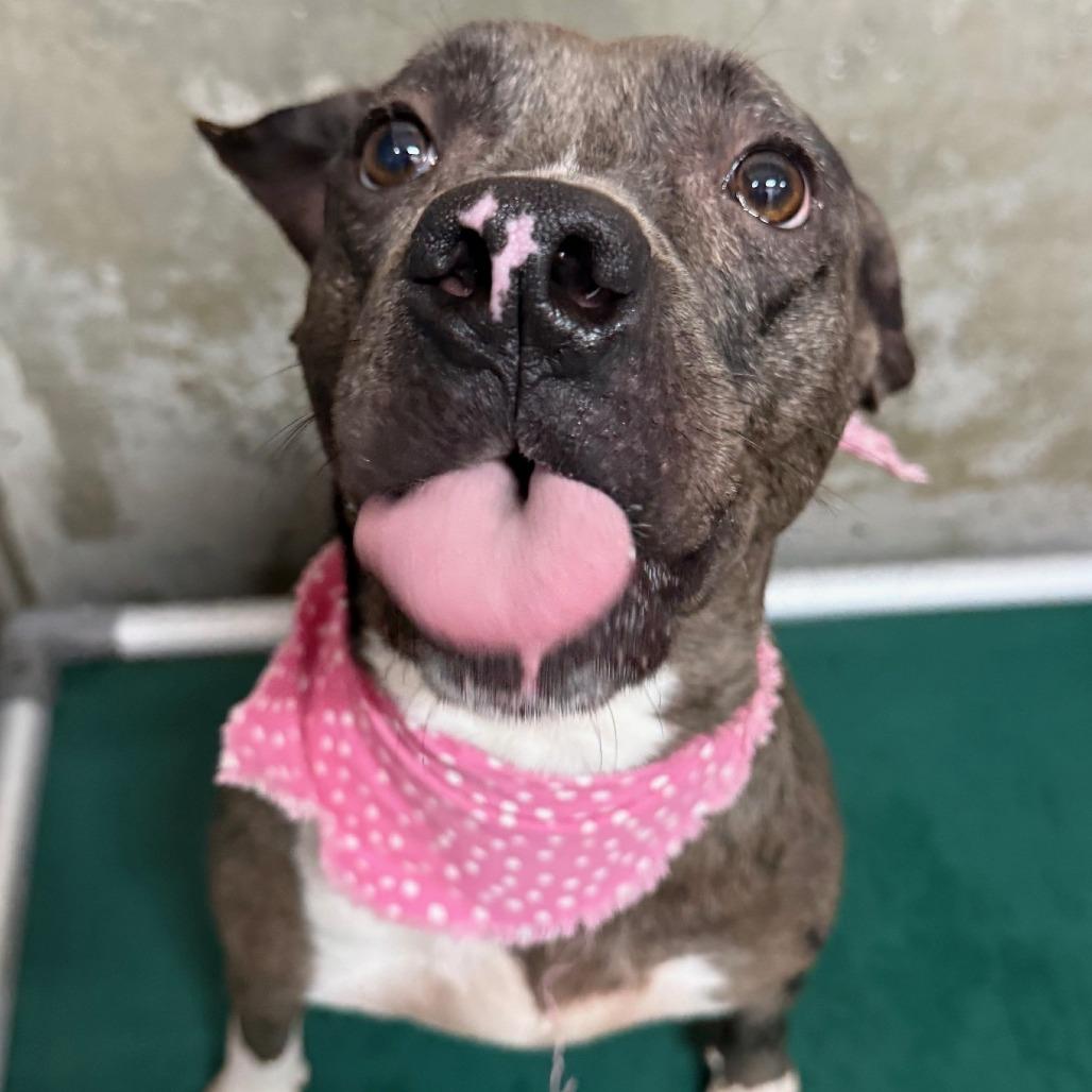 Siri, Adoptable, Adult Female Mixed Breed.