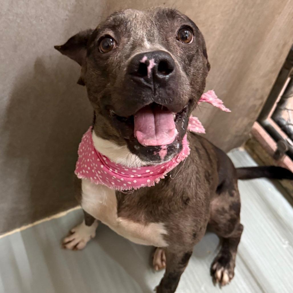 Siri, Adoptable, Adult Female Mixed Breed.
