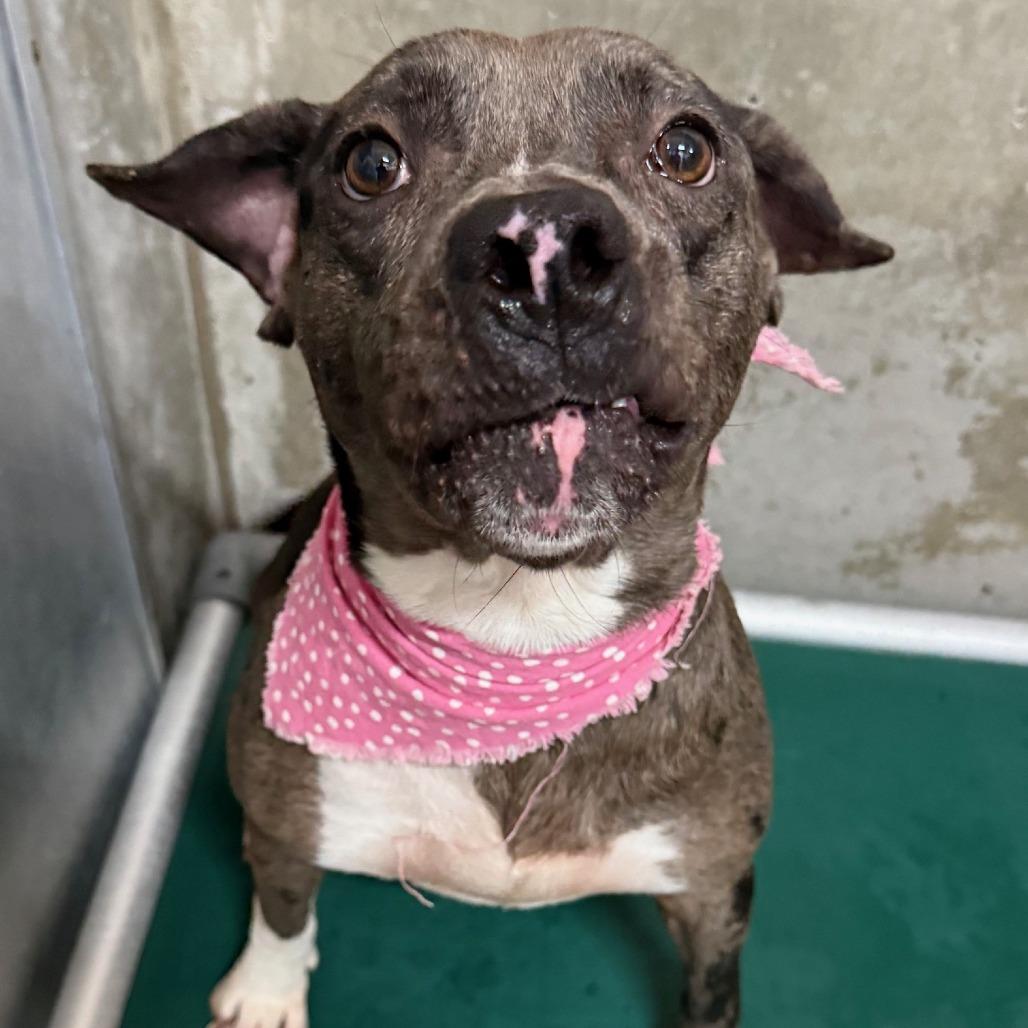 Enlarge Siri, a Adoptable Mixed Breed in Las Cruces, NM image 3/6