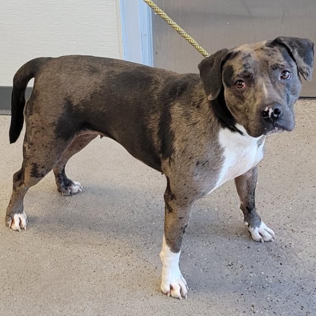 Siri, Adoptable, Adult Female Mixed Breed.