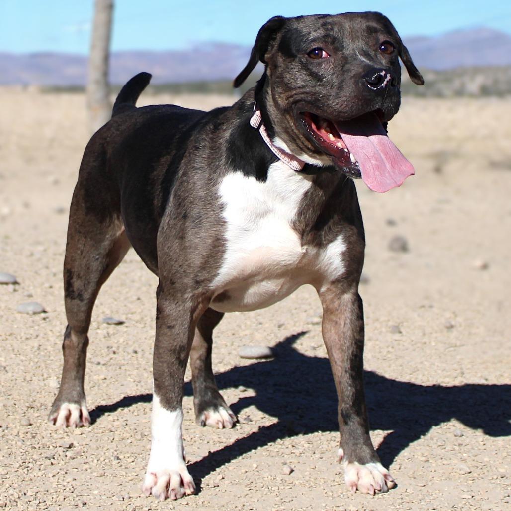 Siri, a Adoptable Mixed Breed in Las Cruces, NM image 4/6