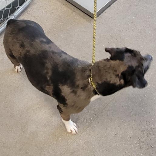 Siri, a Adoptable Mixed Breed in Las Cruces, NM image 2/3