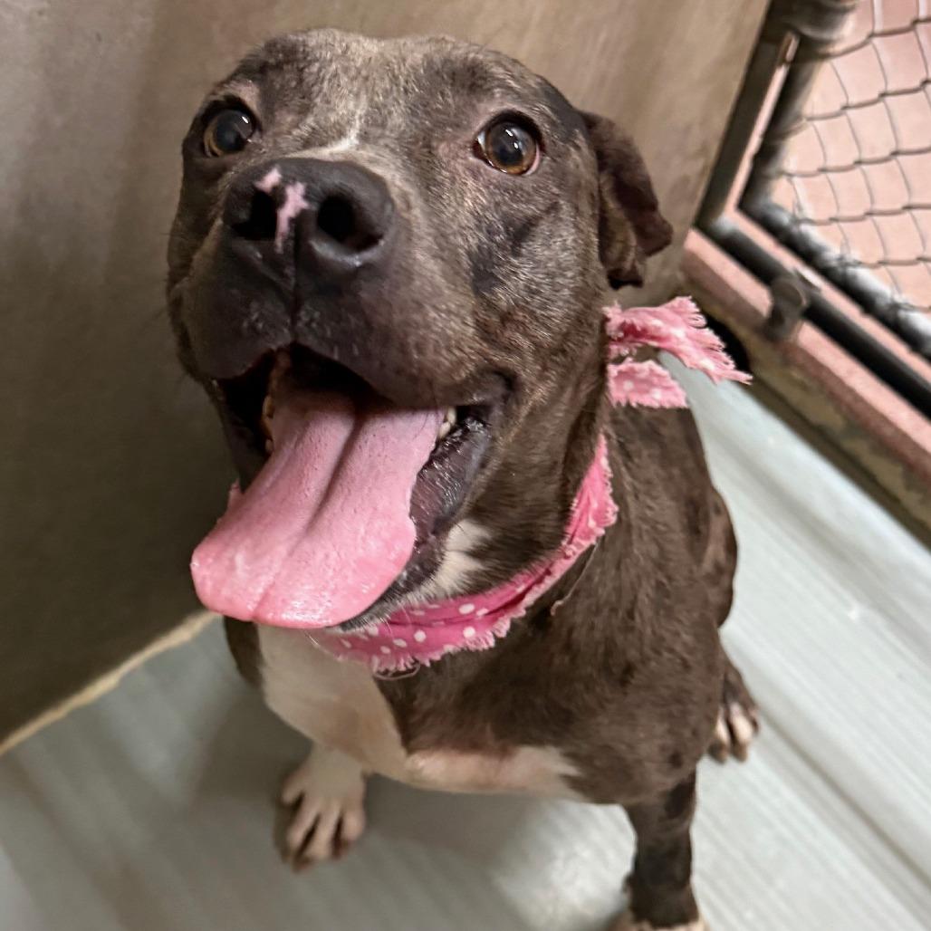 Siri, a Adoptable Mixed Breed in Las Cruces, NM image 4/6