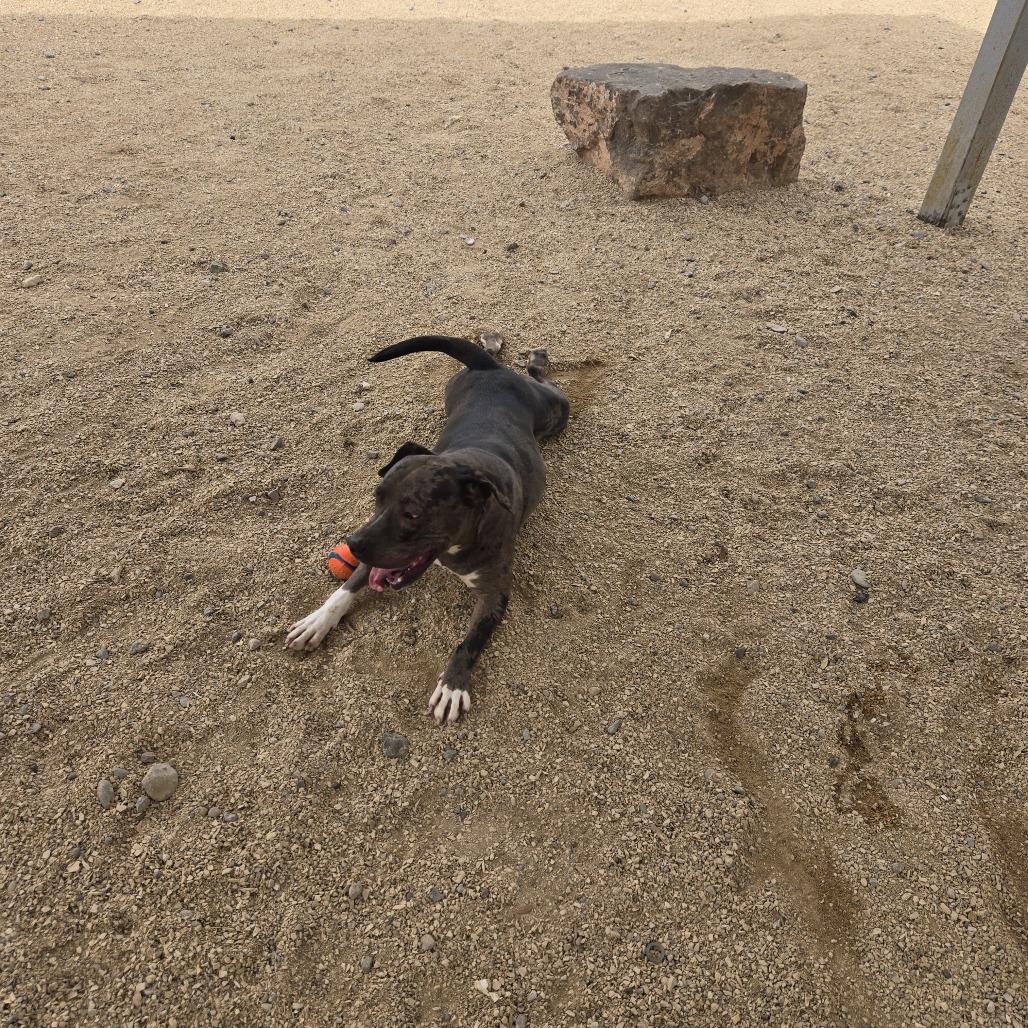 Siri, a Adoptable Mixed Breed in Las Cruces, NM image 5/6