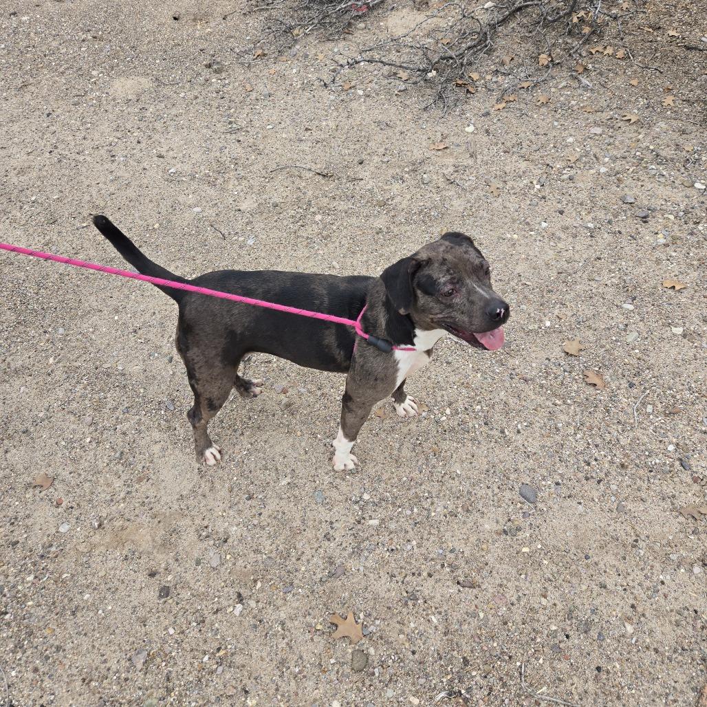 Siri, a Adoptable Mixed Breed in Las Cruces, NM image 6/6