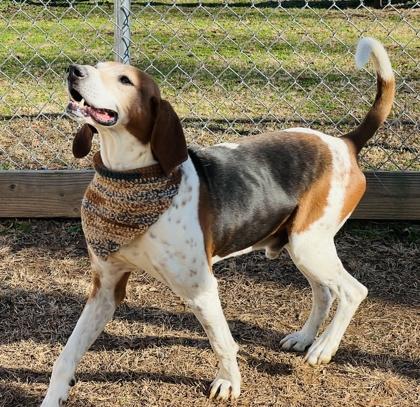 Tracker $85 Fostered, Adoptable, Adult Male Treeing Walker Coonhound & Mixed Breed.