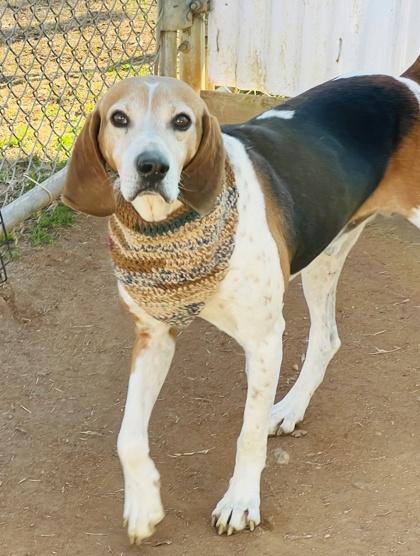 Tracker $85 Fostered, a Adoptable mixed breed in Seneca, SC image 2/3