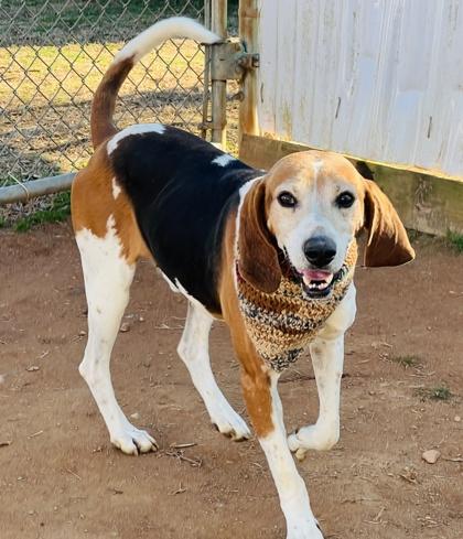 Tracker $85 Fostered, a Adoptable mixed breed in Seneca, SC image 3/3