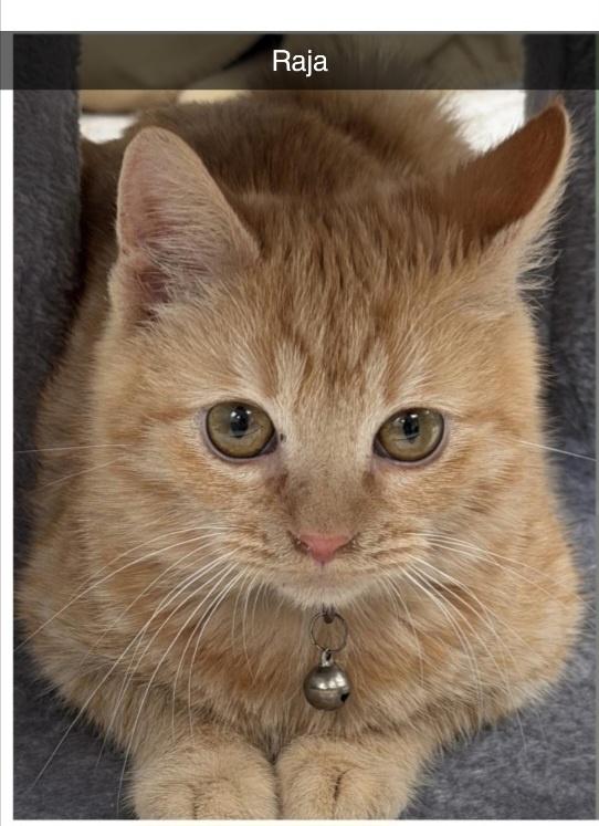 Raja , ADOPTABLE, Young Male Domestic Short Hair.