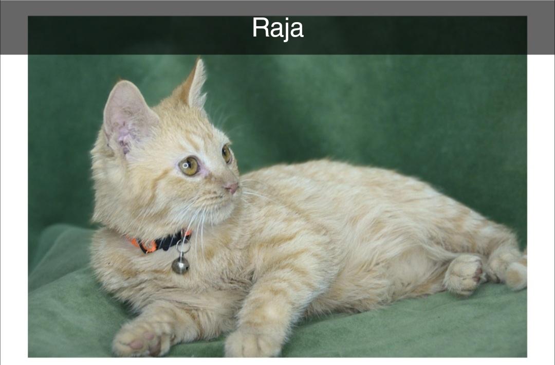 Raja , a ADOPTABLE Domestic Short Hair in Hagerstown, MD image 2/2