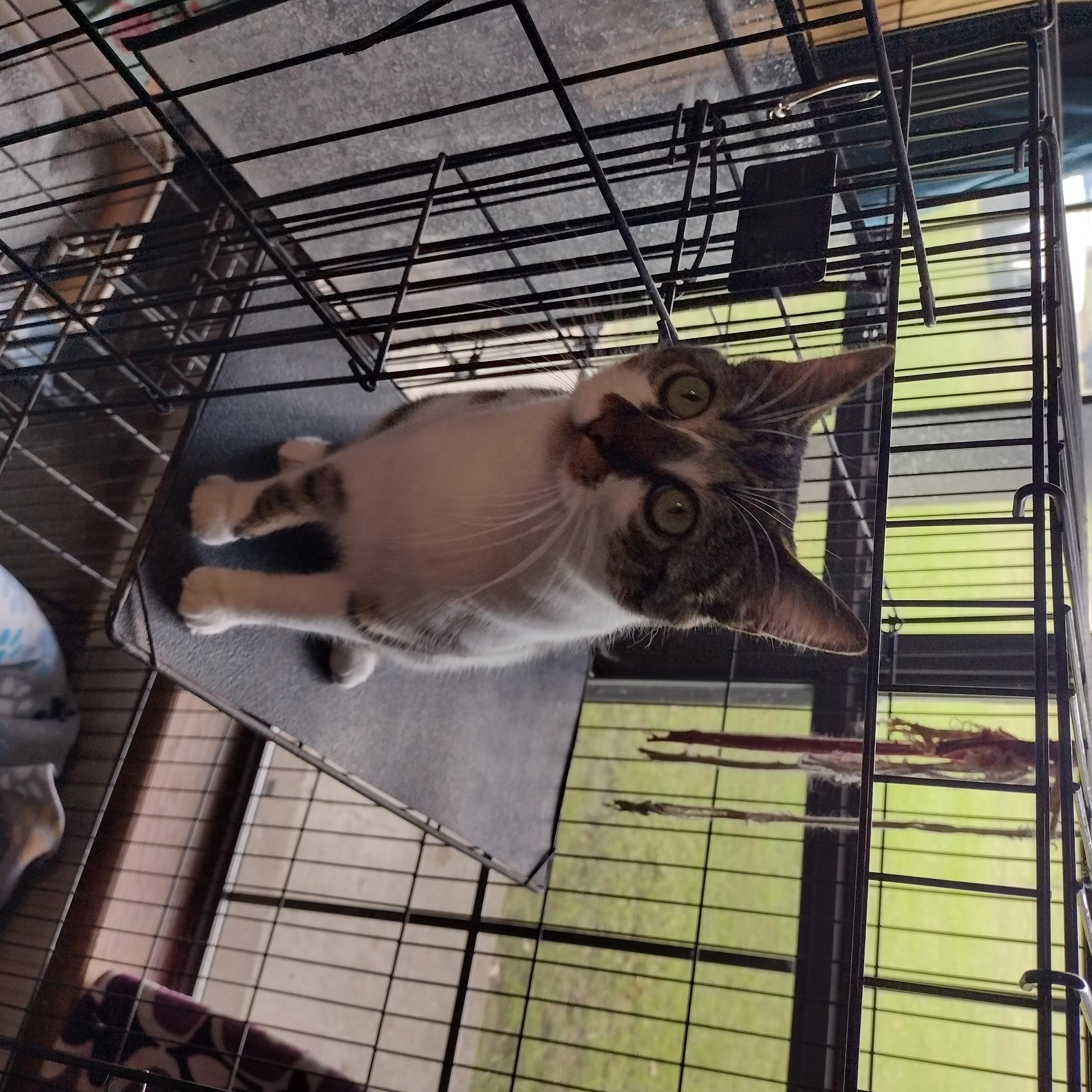 Mocha, Adult Female unknown