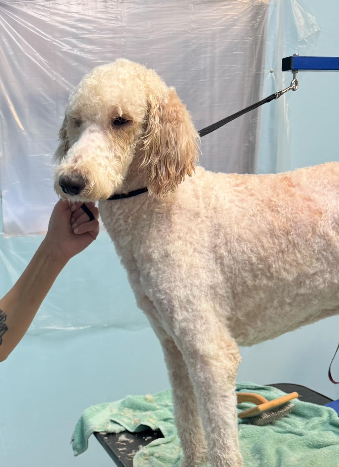 Ollie, an adoptable Goldendoodle in Lake Worth, FL, 33463 | Photo Image 5