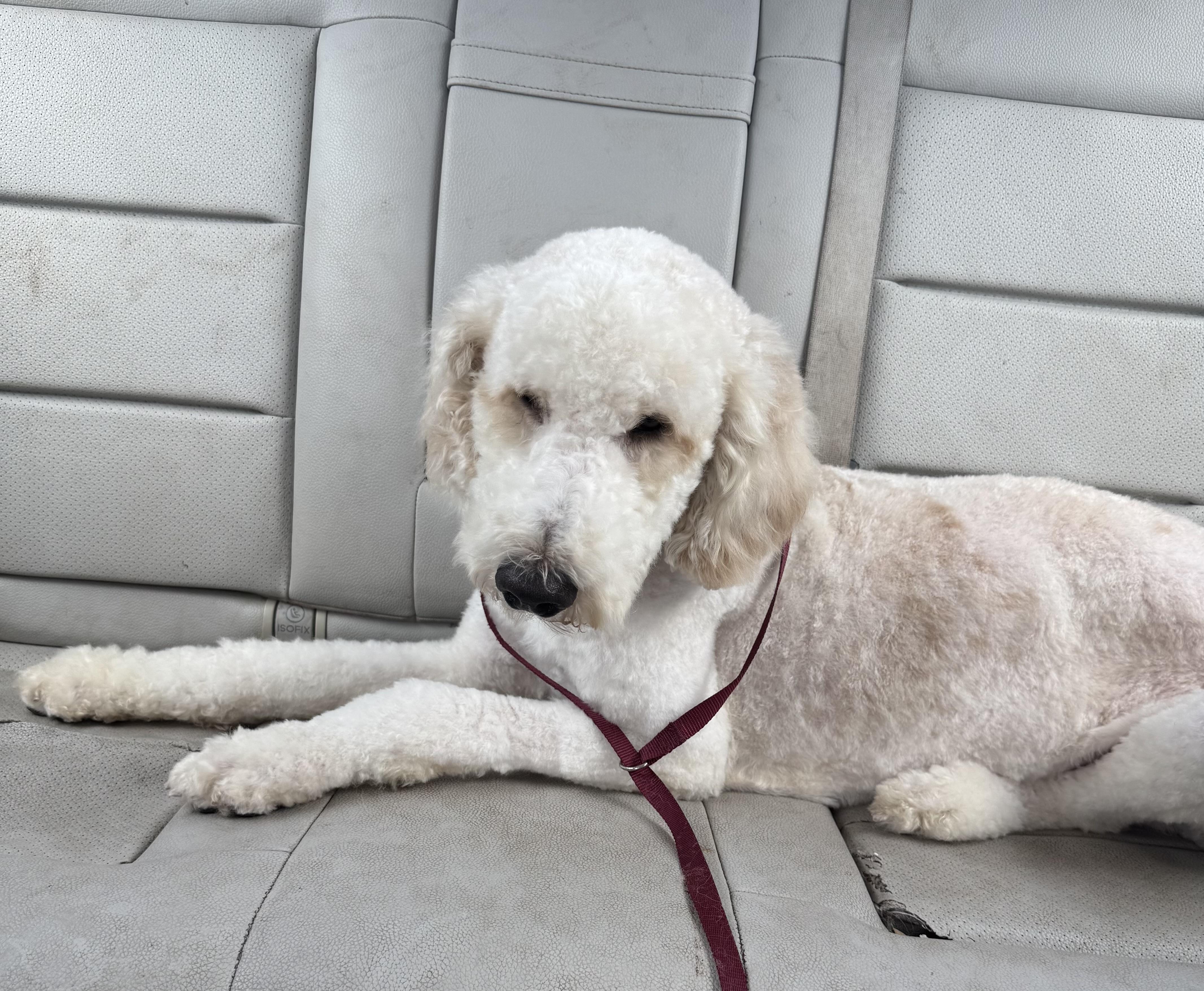 Ollie, an adoptable Goldendoodle in Lake Worth, FL, 33463 | Photo Image 2