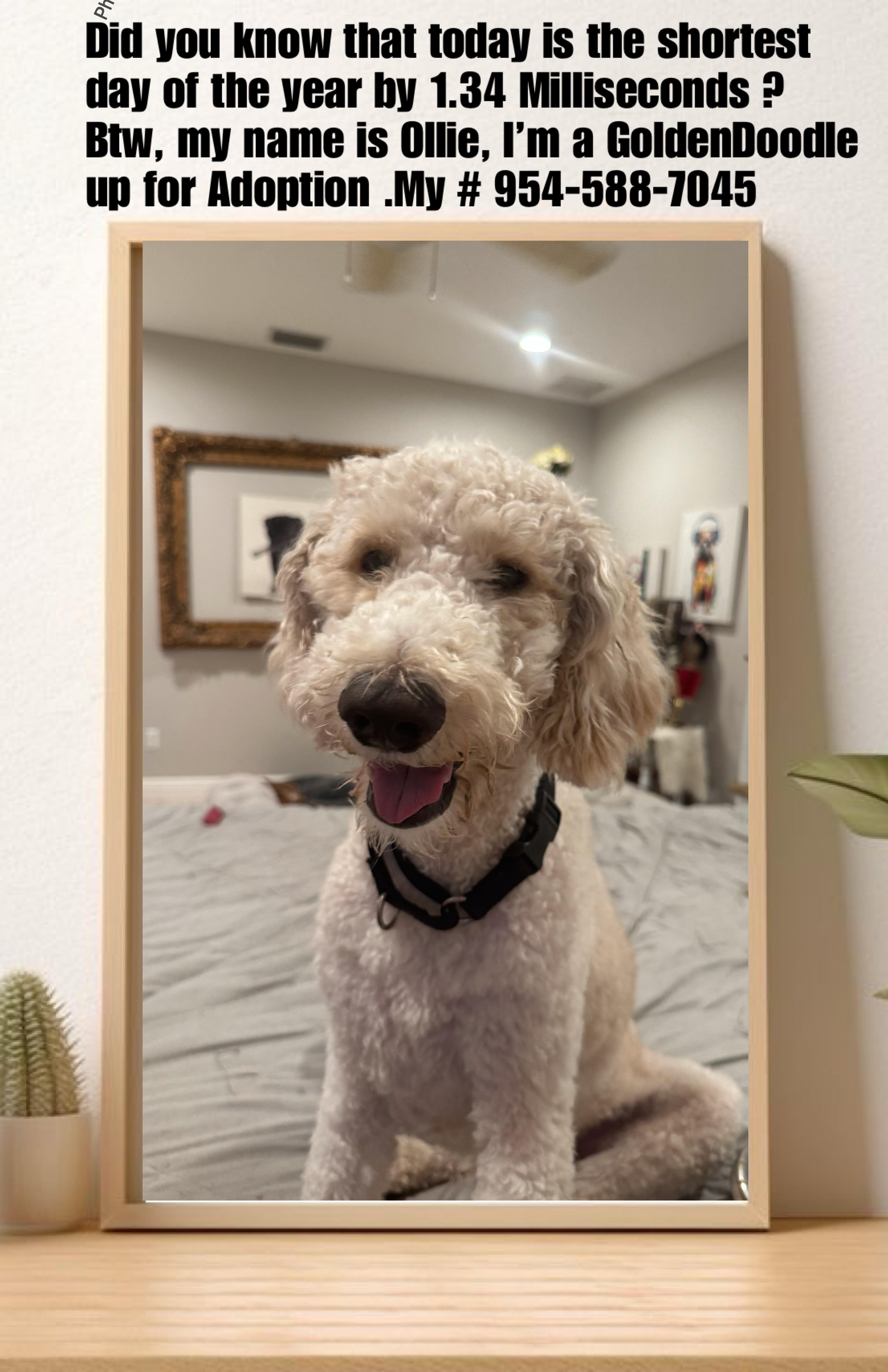Ollie, an adoptable Goldendoodle in Lake Worth, FL, 33463 | Photo Image 4
