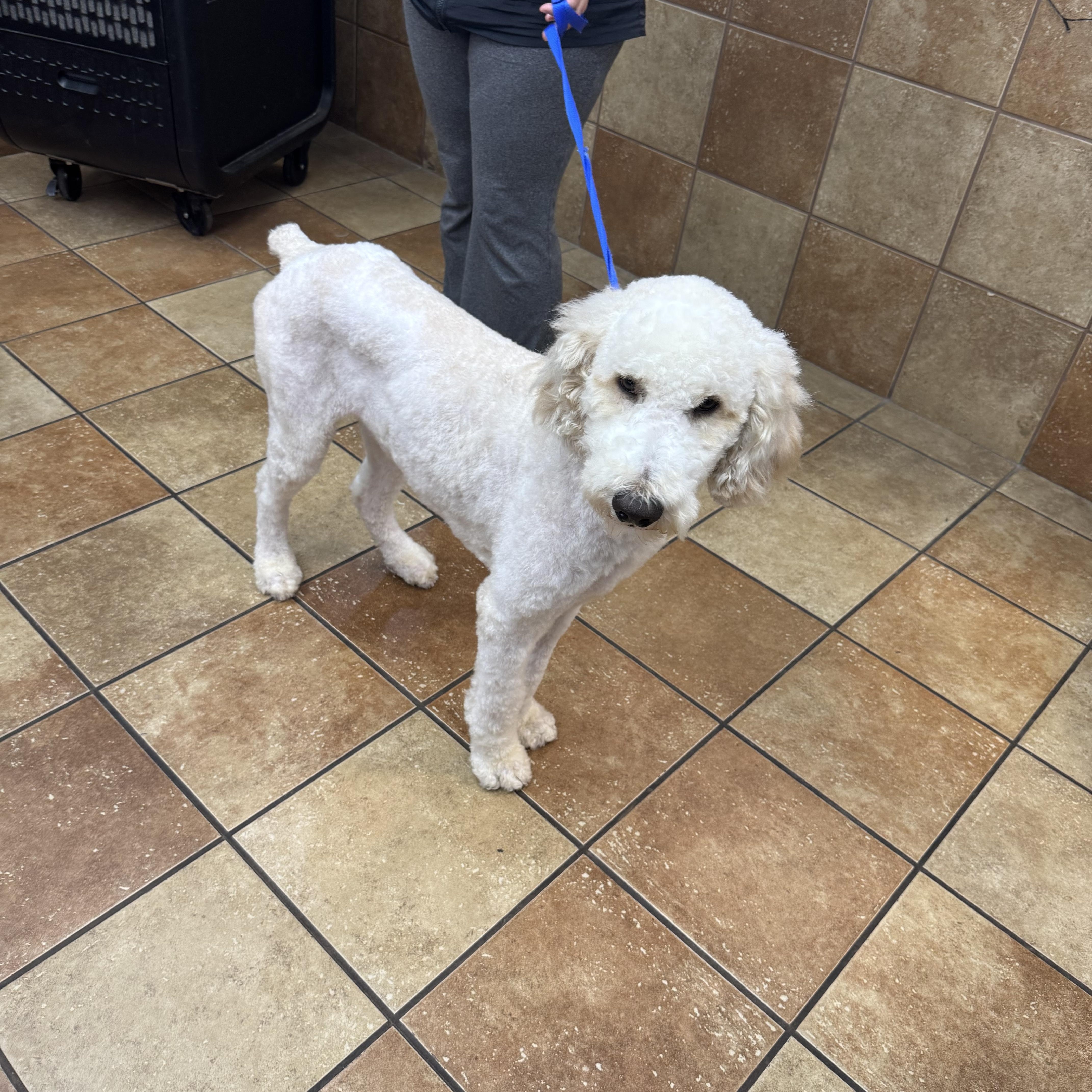 Ollie, an adoptable Goldendoodle in Lake Worth, FL, 33463 | Photo Image 3