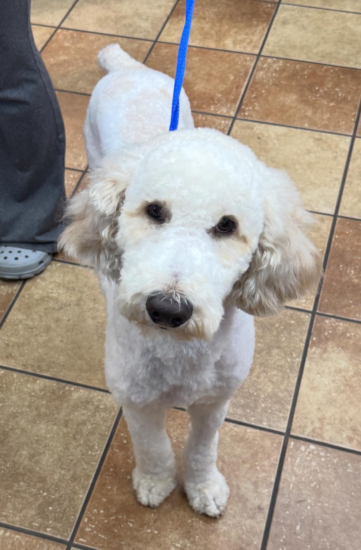 Ollie, Adopted, Young Male Goldendoodle.