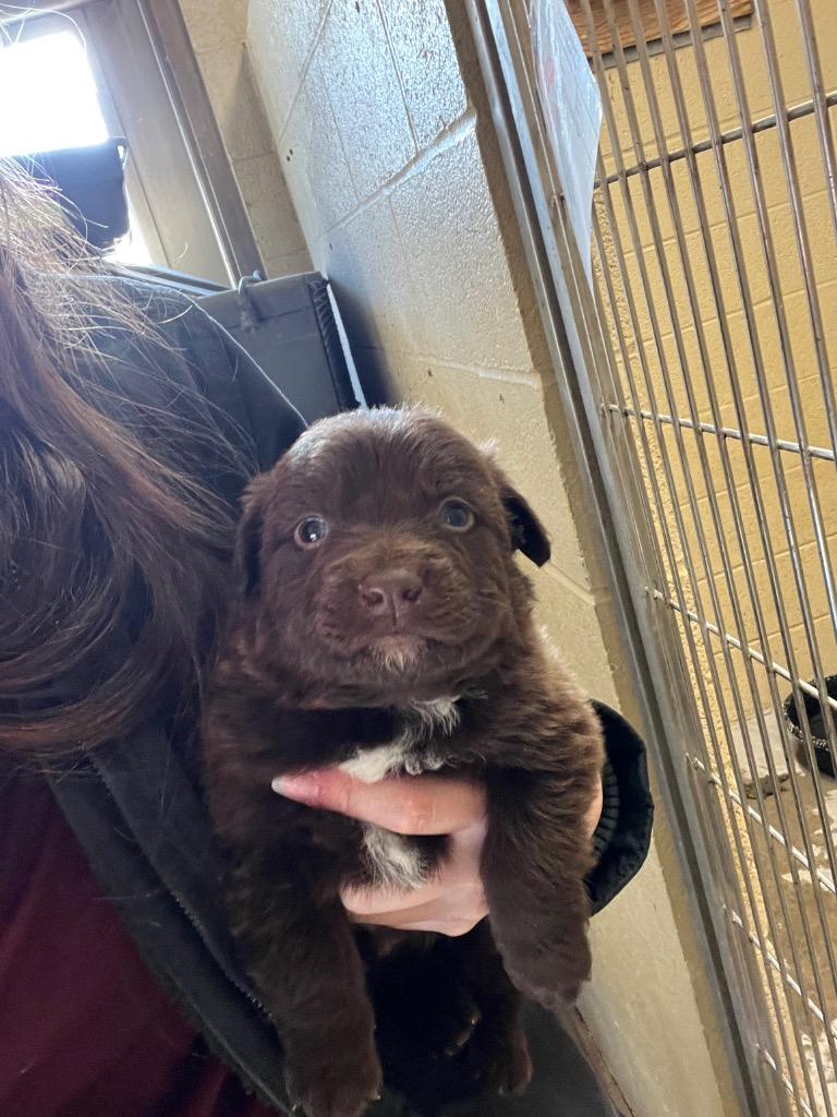 Enlarge Hershey, a Adopted Collie in Benton, AR image 1/1