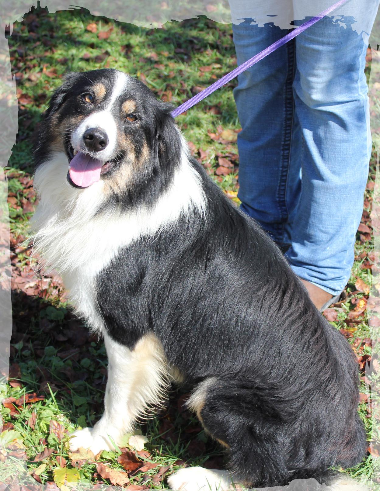 Enlarge Austin, an adoptable mixed breed in Amelia, OH image 1/2