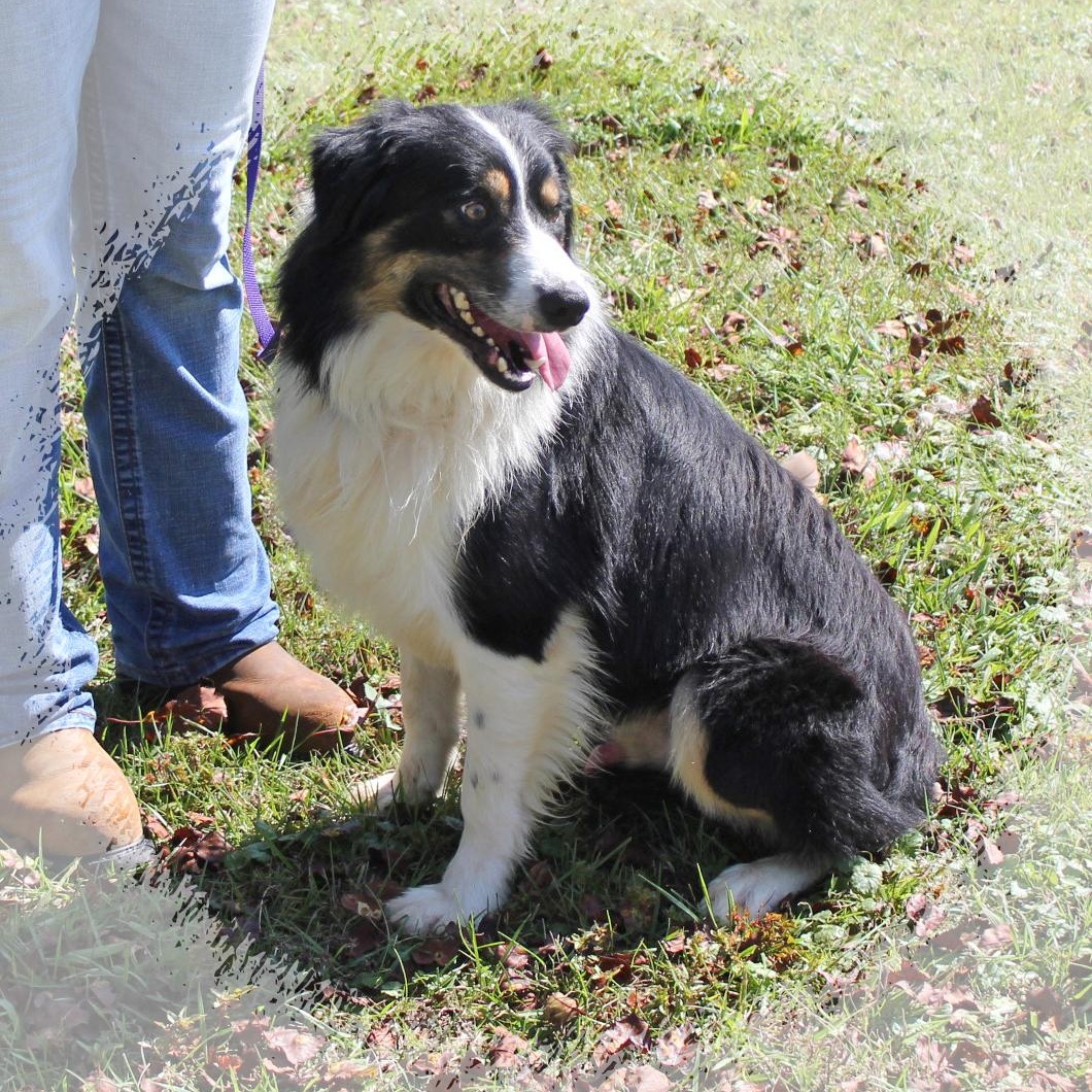 Enlarge Austin, an adoptable mixed breed in Amelia, OH image 2/2