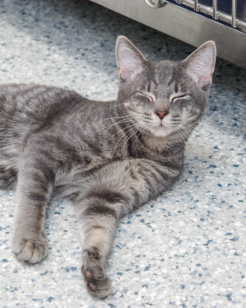 Cat for adoption Charlie a Domestic Short Hair in Scituate MA Cat for adoption Charlie a Domestic Short Hair in Scituate MA