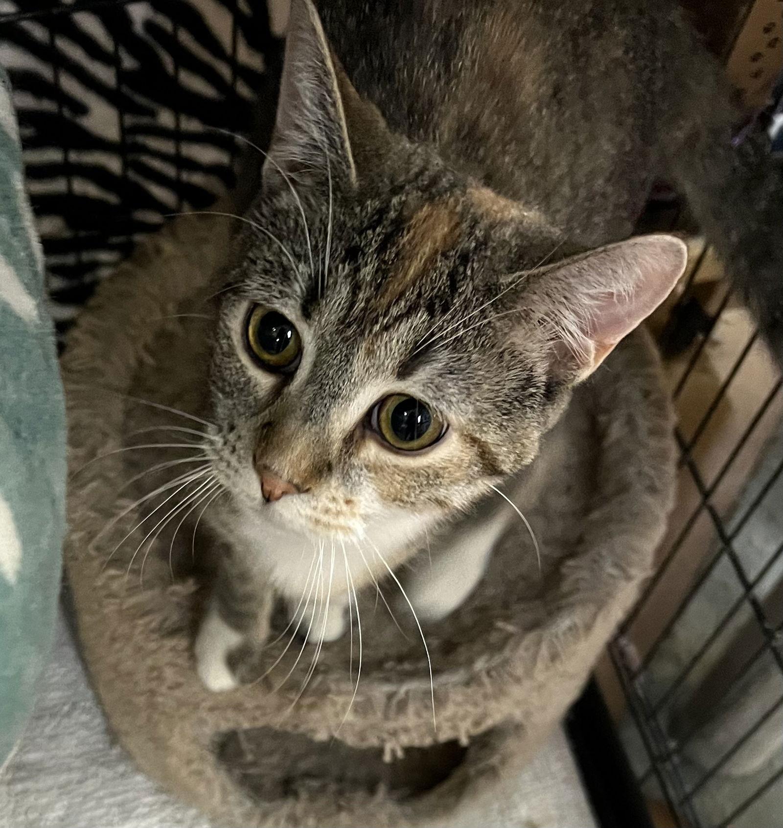 Enlarge Ashley, a Adopted Domestic Short Hair in Blasdell, NY image 1/1