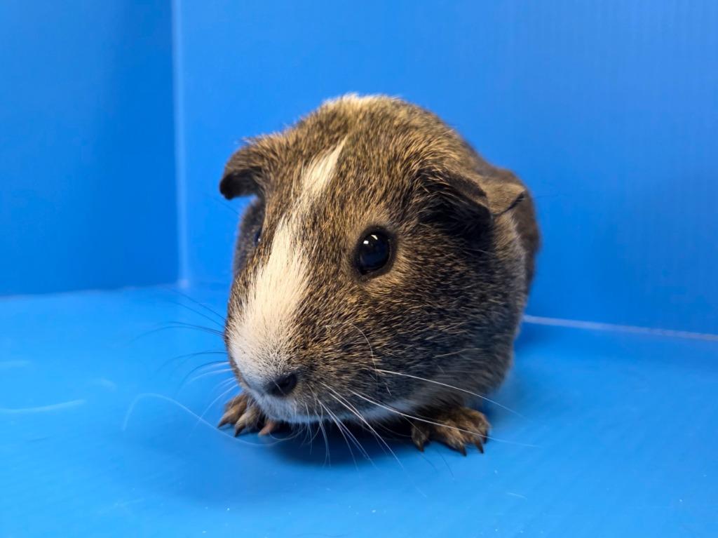 Enlarge Ronnie, a Adoptable mixed breed in Lewisville, TX image 1/3