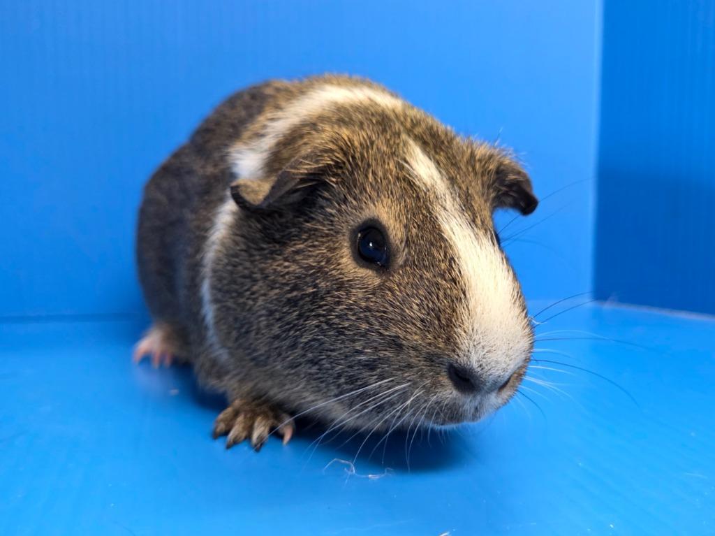 Enlarge Ronnie, a Adoptable mixed breed in Lewisville, TX image 2/3