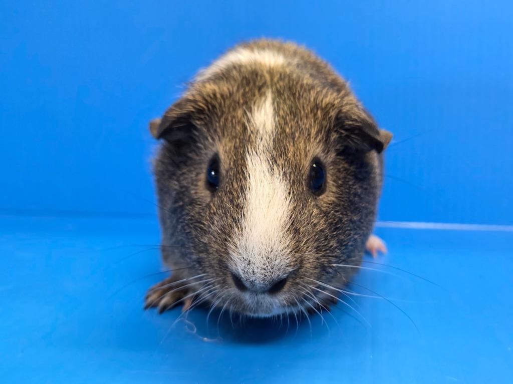 Enlarge Ronnie, a Adoptable mixed breed in Lewisville, TX image 3/3