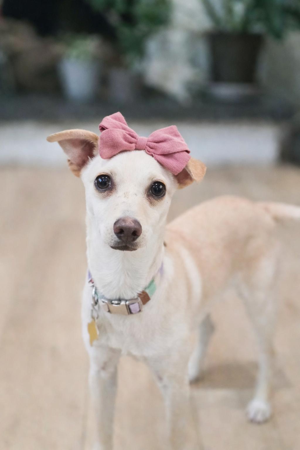 Enlarge Perlita, a Adopted Chihuahua in Salt Lake City, UT image 1/3