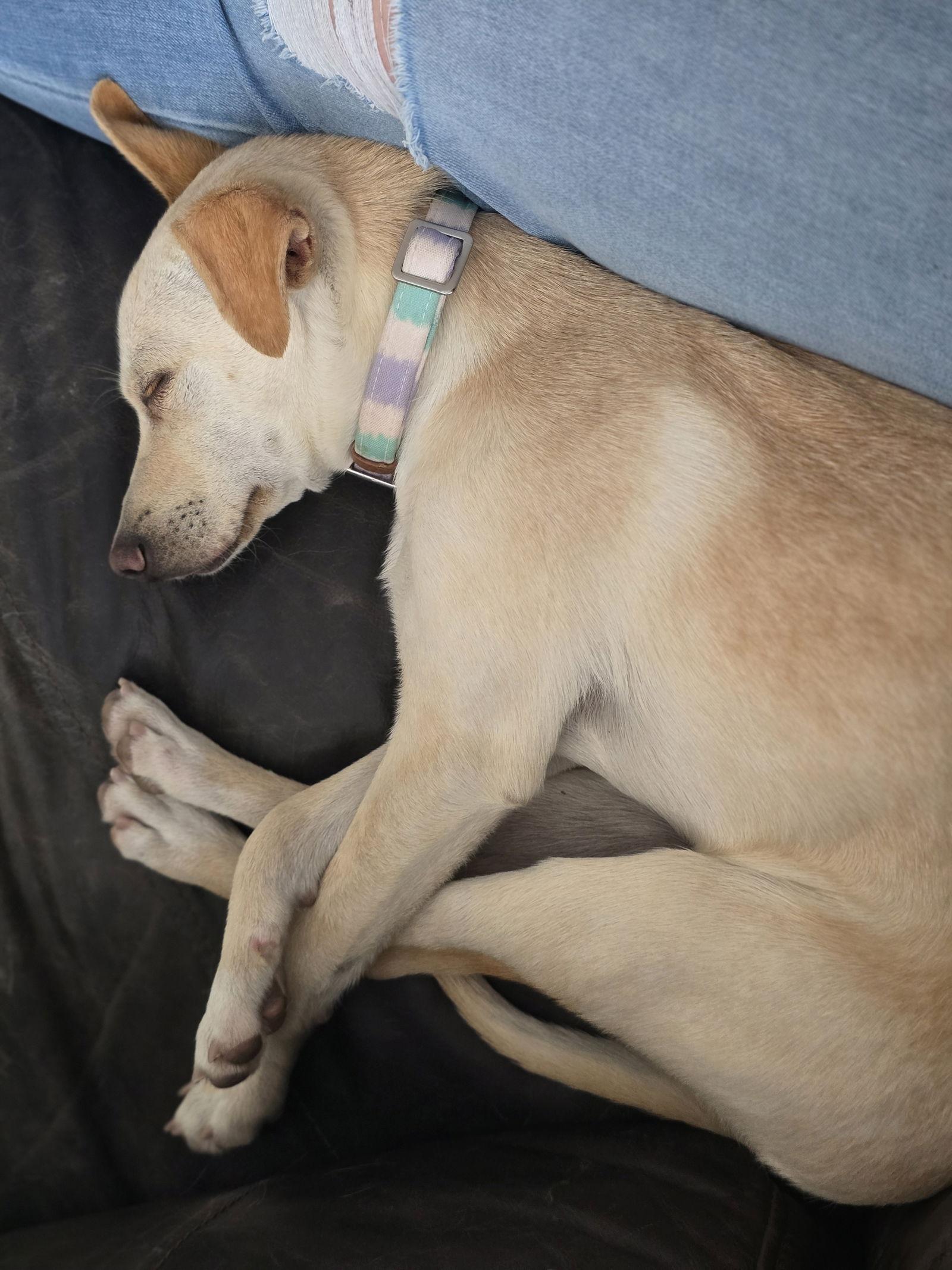 Enlarge Perlita, a Adopted Chihuahua in Salt Lake City, UT image 2/3