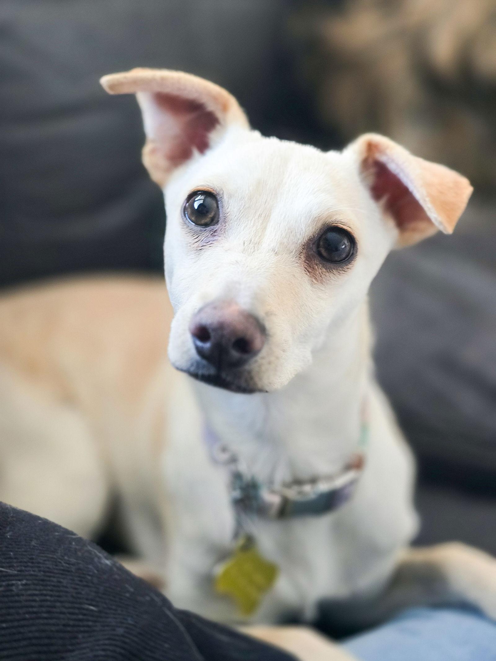 Enlarge Perlita, a Adopted Chihuahua in Salt Lake City, UT image 3/3