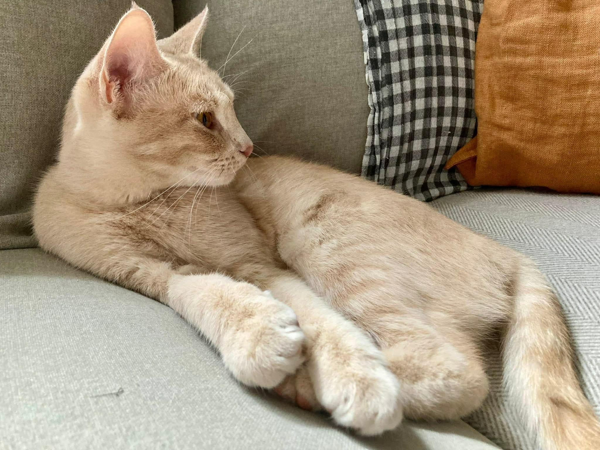 Ivy, Adopted, Adult Female Domestic Short Hair.