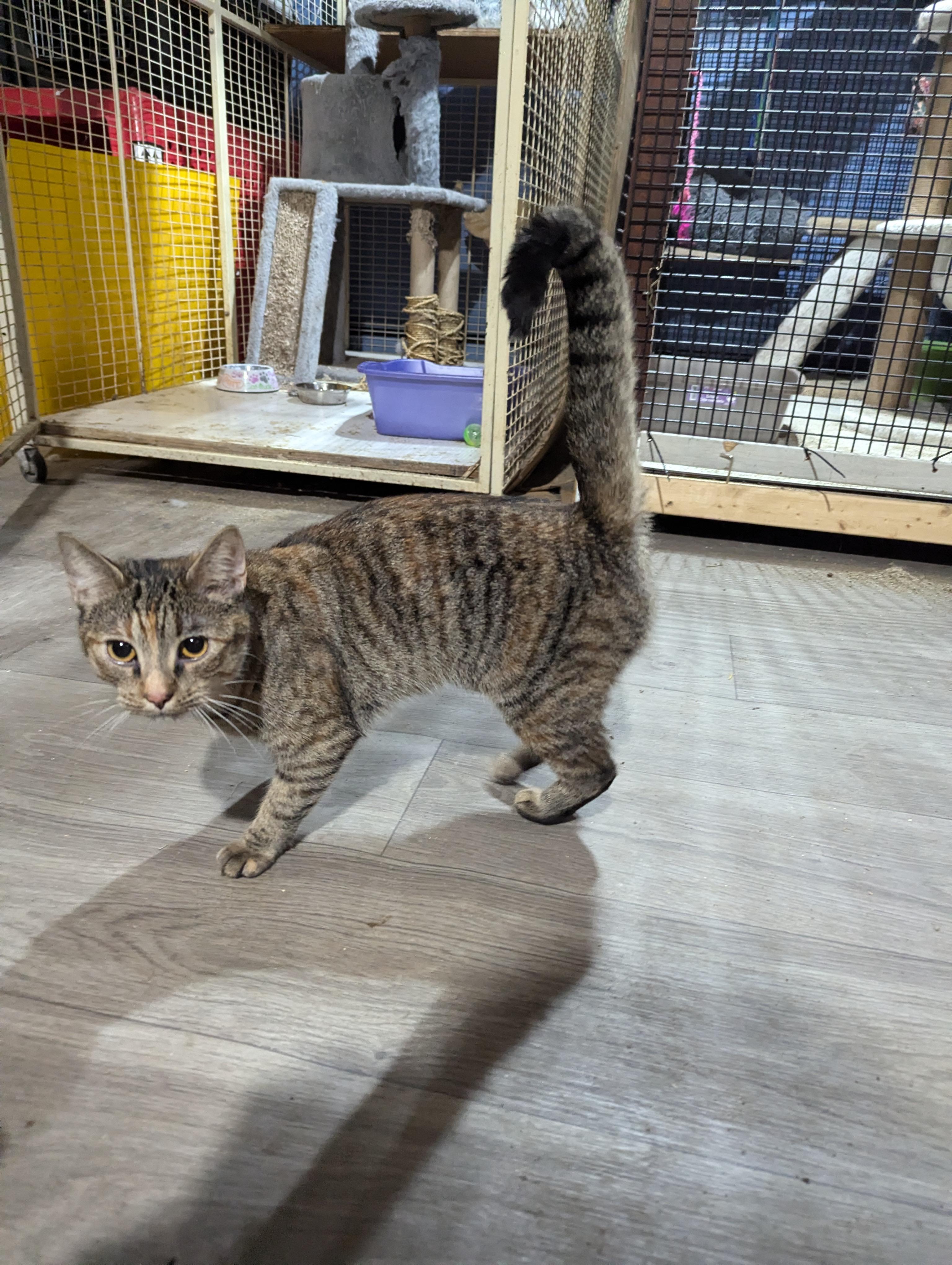 Enlarge olive, an adopted Domestic Short Hair in Tottenham, ON image 1/3