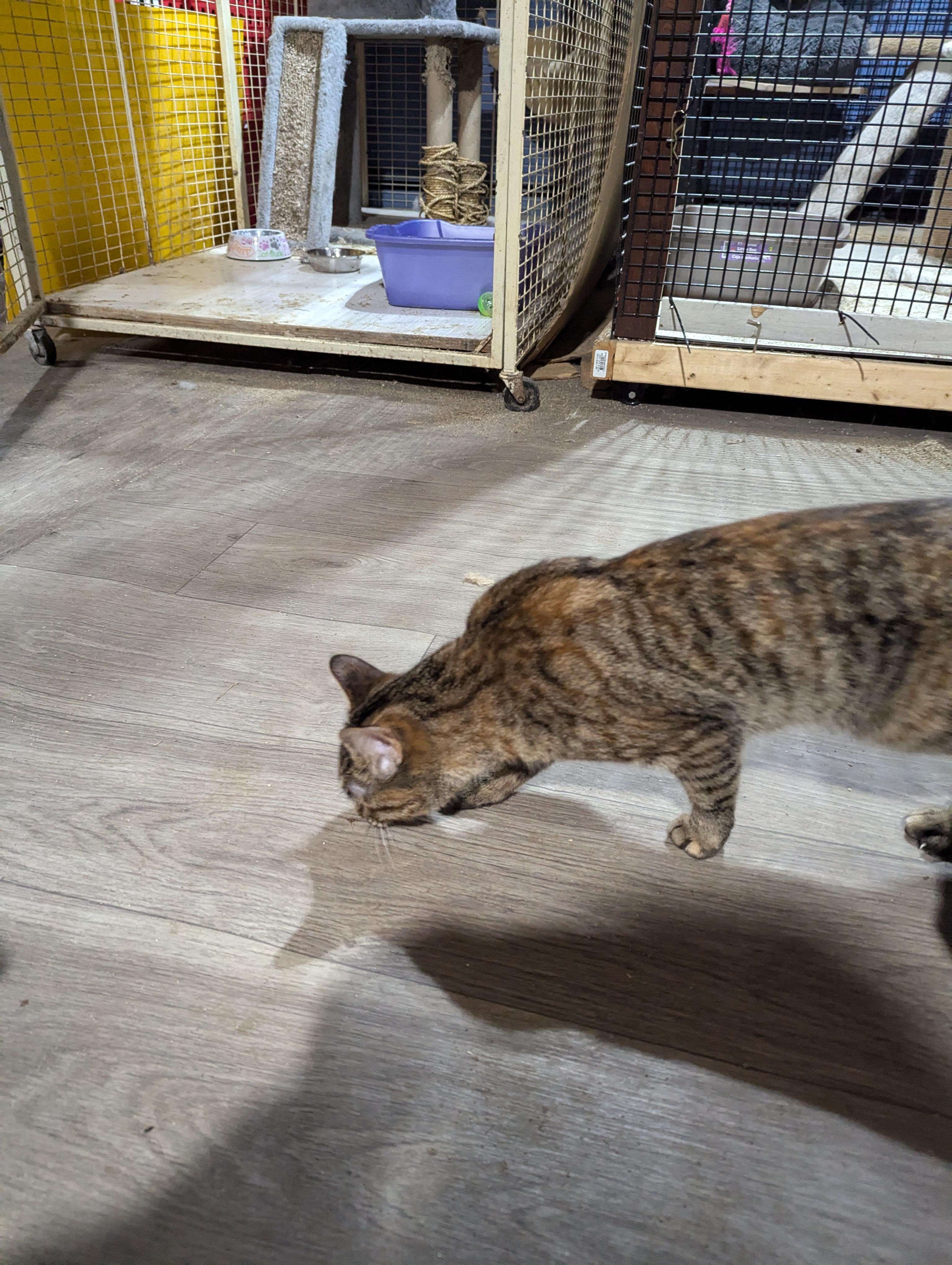 olive, adopted, Young Female Domestic Short Hair.