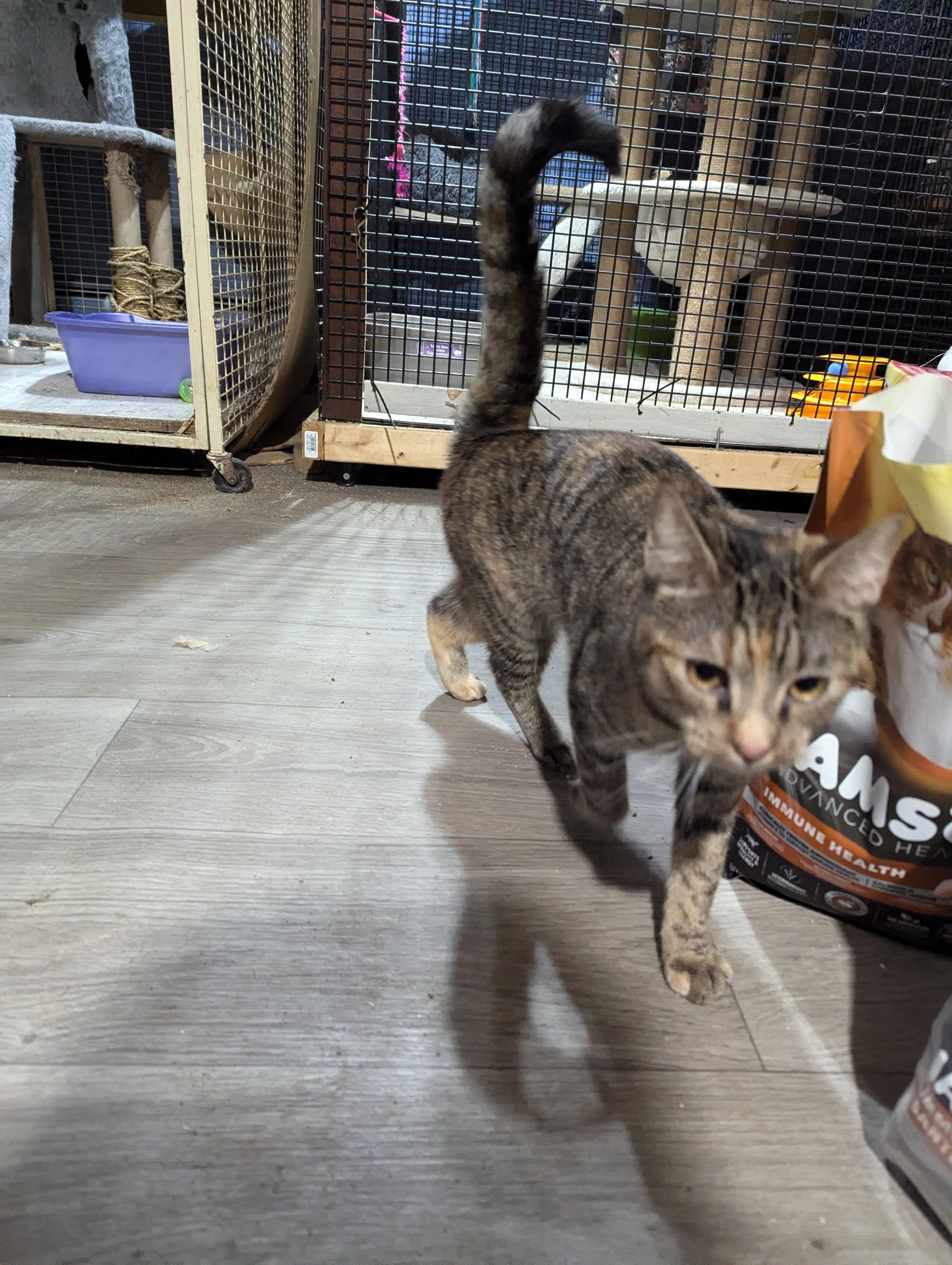 Enlarge olive, an adopted Domestic Short Hair in Tottenham, ON image 3/3