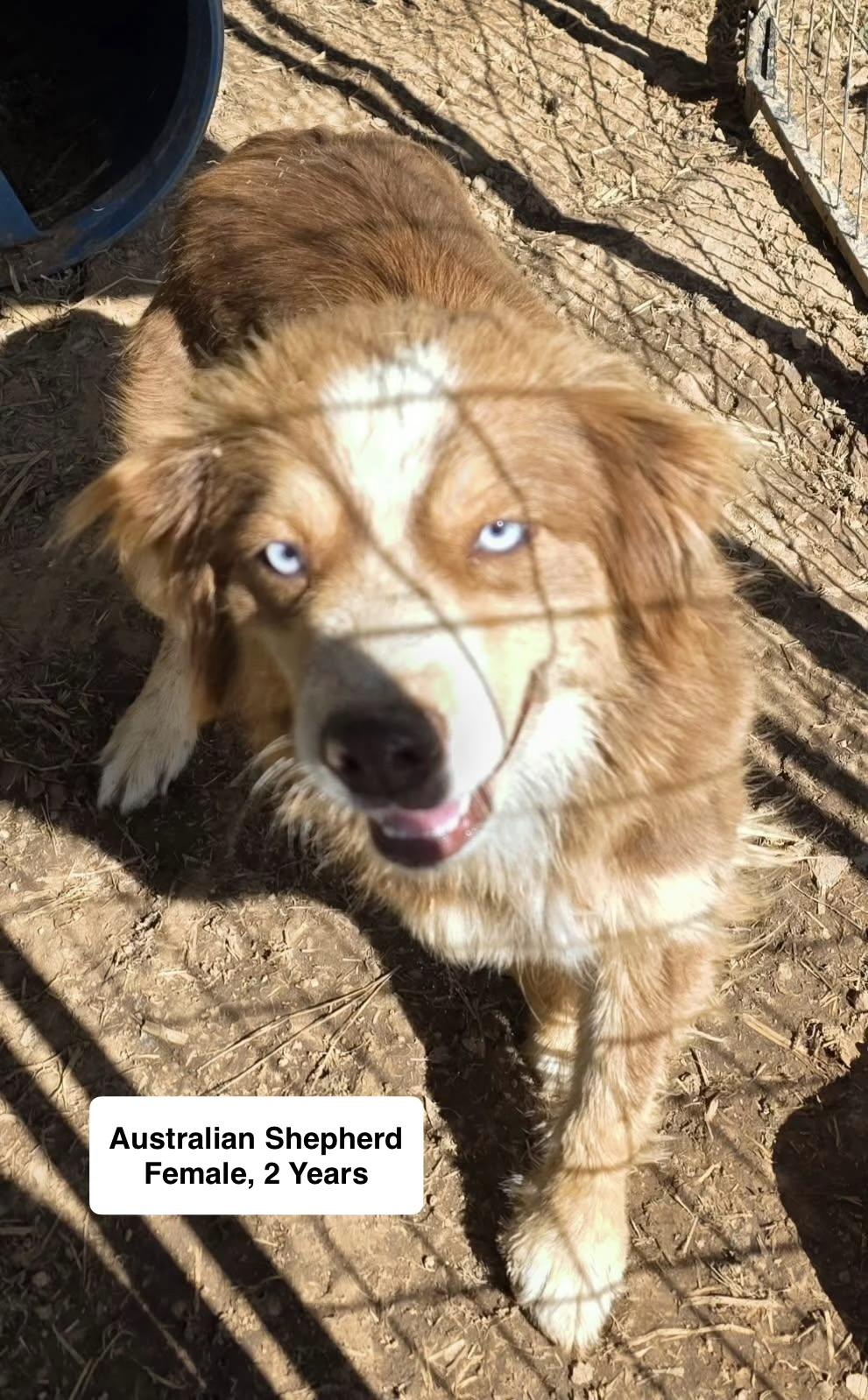Rose, adopted, Young Female Australian Shepherd.
