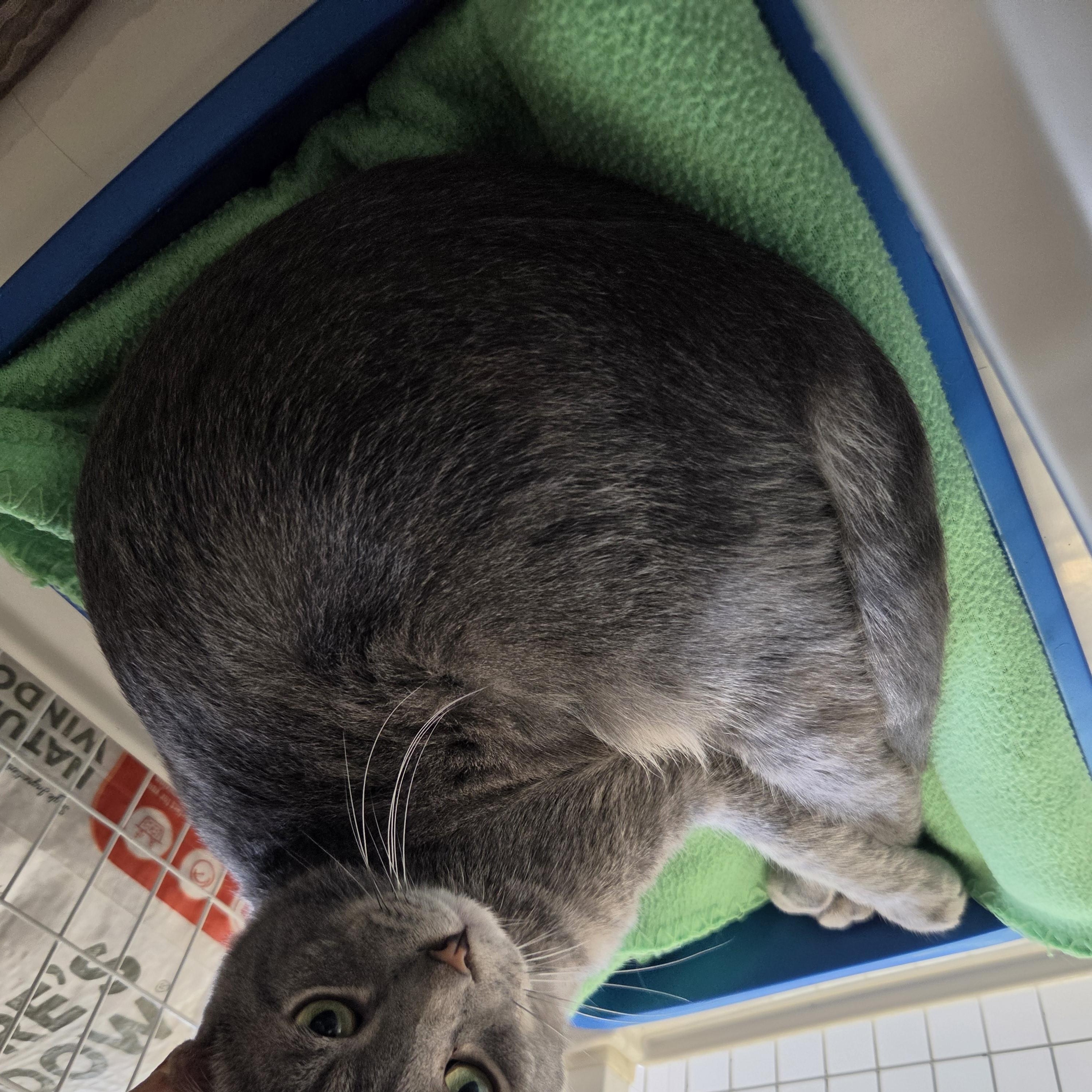 Enlarge Baxter, a Adoptable Domestic Short Hair in Indianapolis, IN image 2/3