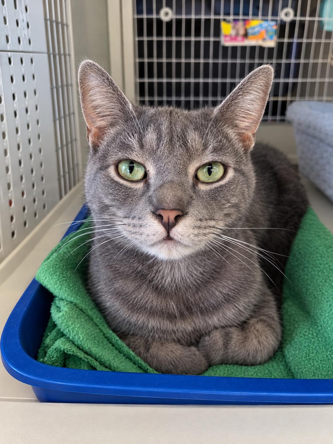 Enlarge Baxter, a Adoptable Domestic Short Hair in Indianapolis, IN image 1/3