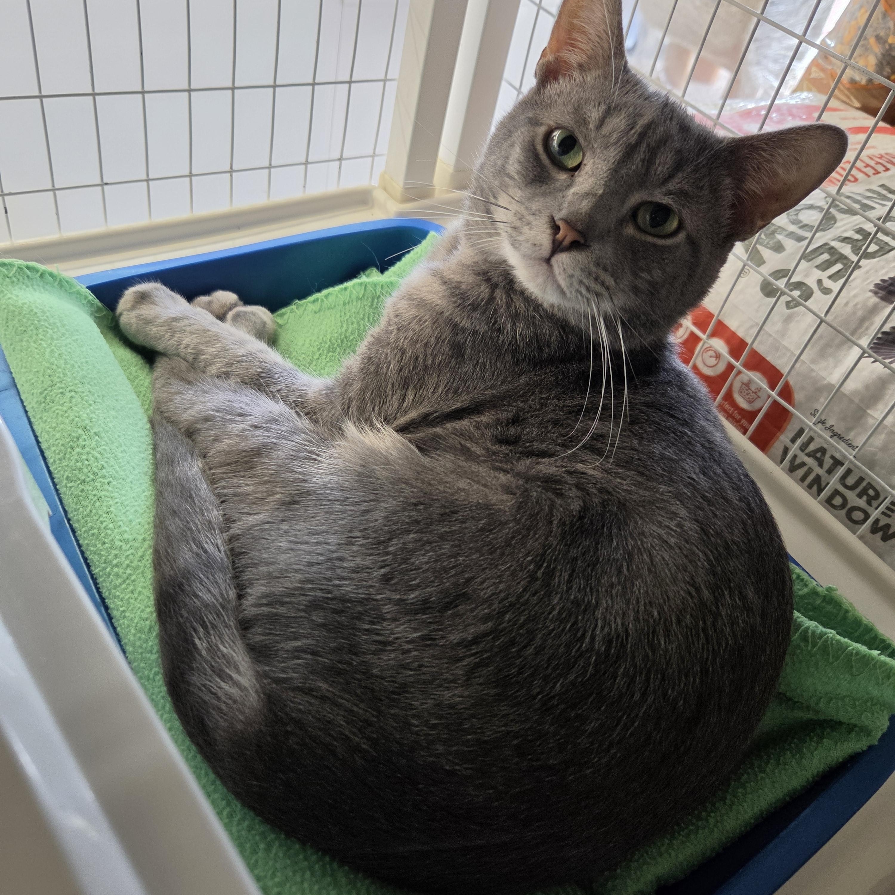 Enlarge Baxter, a Adoptable Domestic Short Hair in Indianapolis, IN image 3/3
