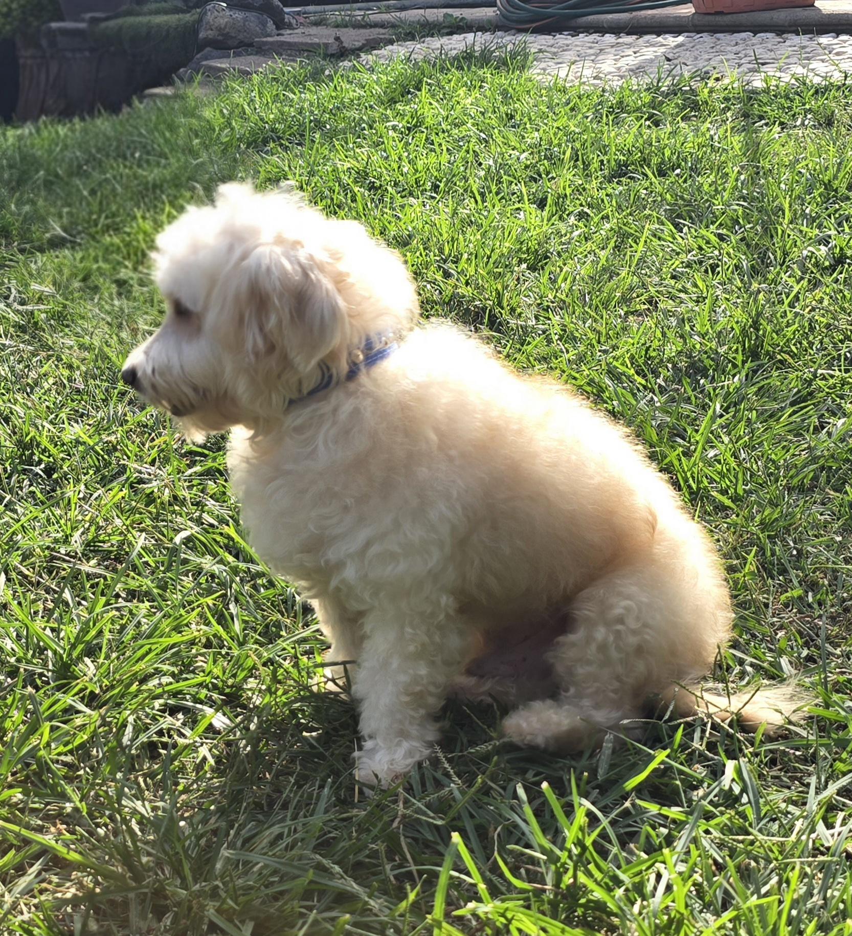 Enlarge Wookiee, an adopted Maltese in San Francisco, CA image 3/4