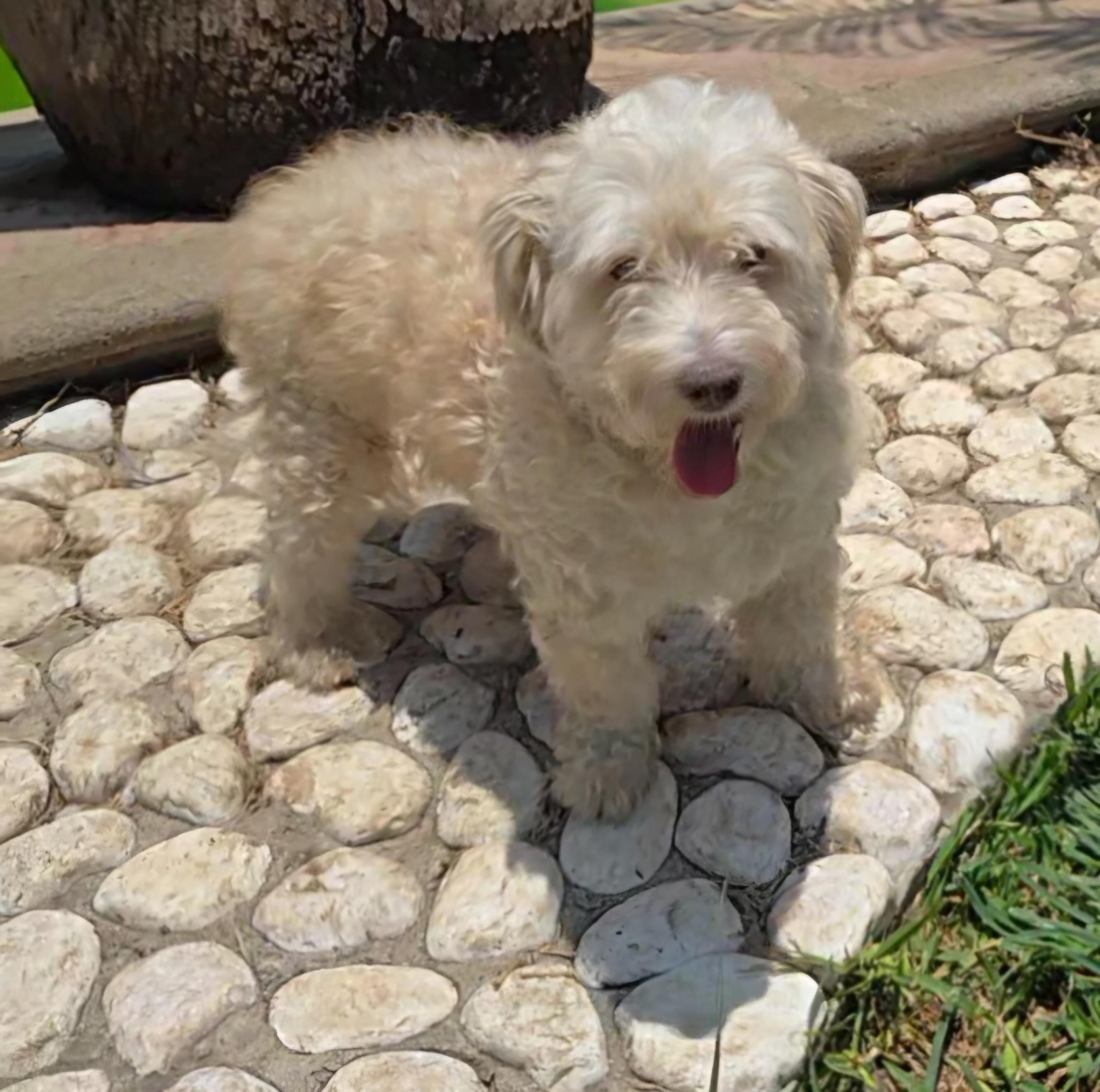 Enlarge Wookiee, an adopted Maltese in San Francisco, CA image 4/4