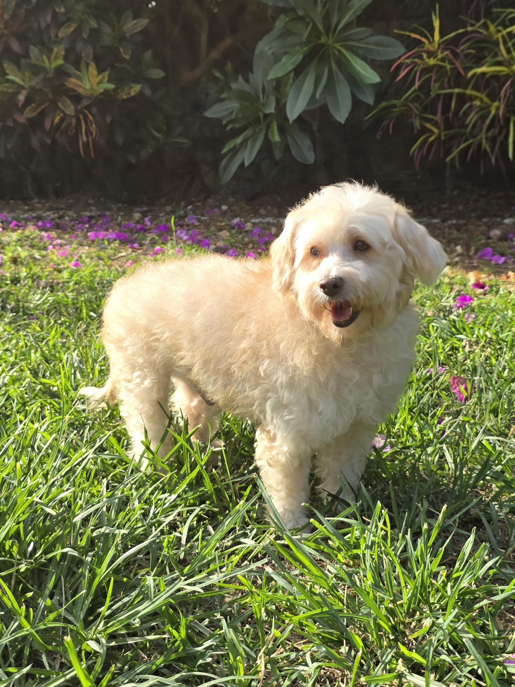 Enlarge Wookiee, an adopted Maltese in San Francisco, CA image 1/4