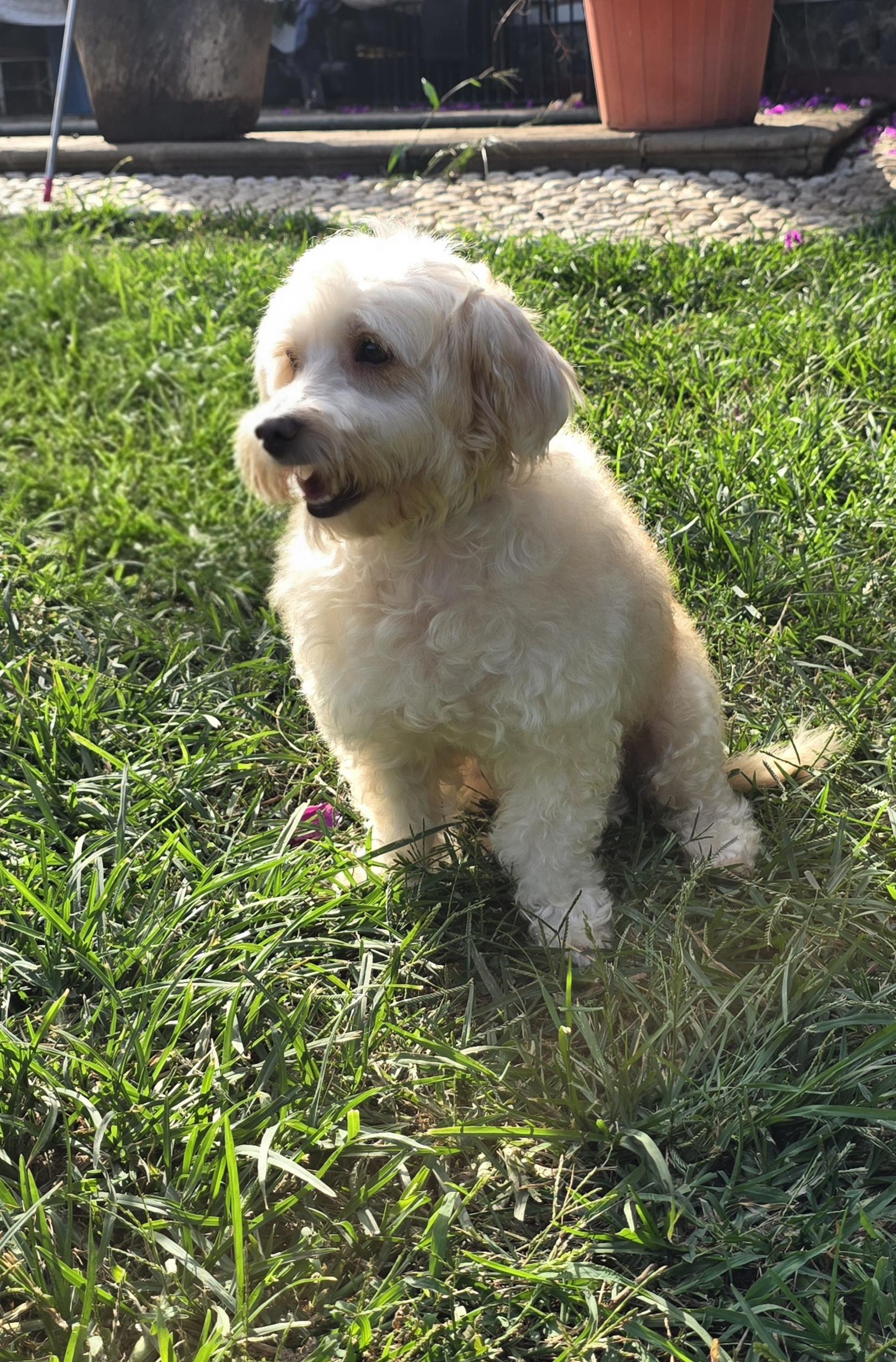 Enlarge Wookiee, an adopted Maltese in San Francisco, CA image 2/4
